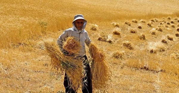 بررسی دوباره قیمت 32 قلم کالای اساسی‌